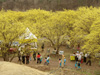 Sansuyu (Cornus officinalis) Flower Festival