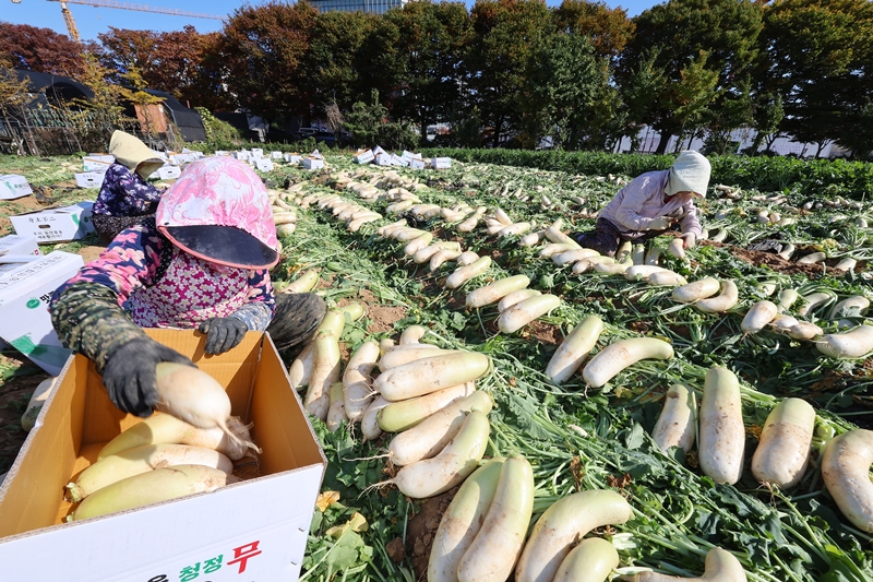 Farmers harvest radish on Nov. 6, the day before Ipdong, one of the nation's 24 traditional solar terms that marks the beginning of winter, at a farm in Incheon's Namdong-gu District.