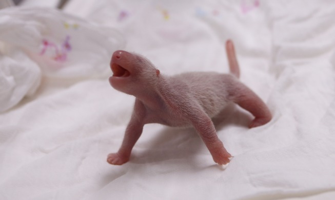 Zoo announces Korea's 1st birth of giant panda cub