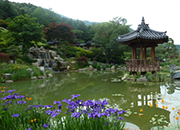 Iris Festival of The Garden of Morning Calm