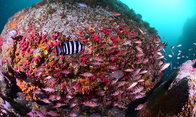 Dokdo’s underwater paradise revealed