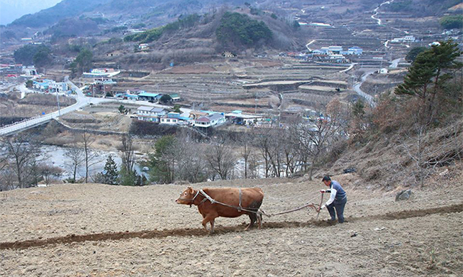 Plowing the field for the spring crop