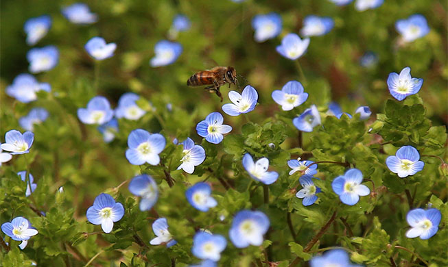 A busy bee and the scent of spring