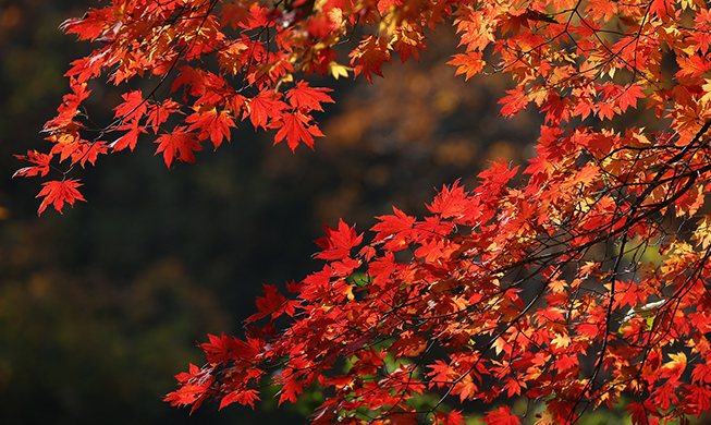 Fall into autumn at these special sites