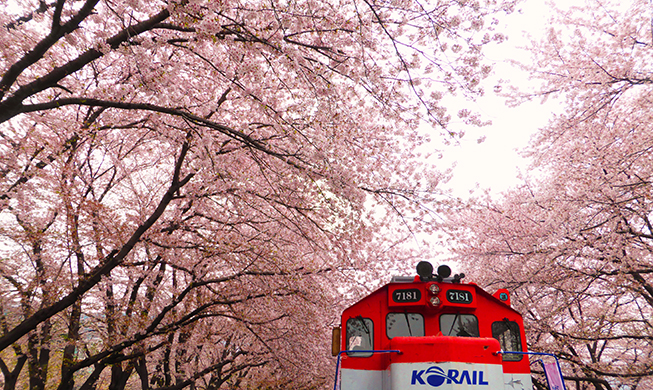 Cherry blossom viewing in Korea