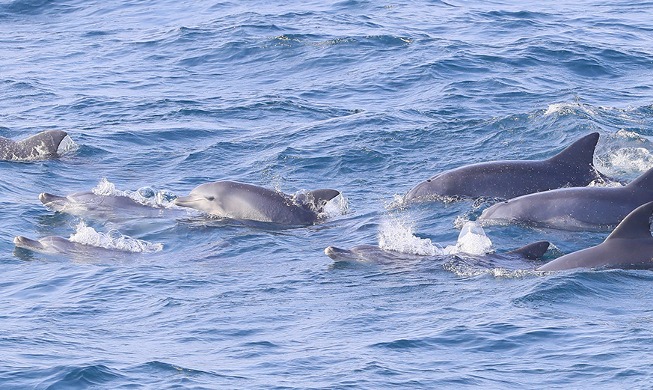 Pod of Indo-Pacific bottlenose dolphins around Jeju Island