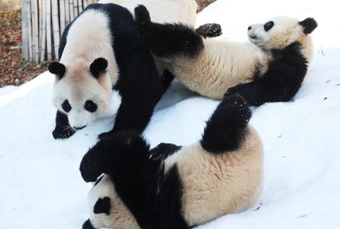 Mother panda enjoys playing in snow with her children